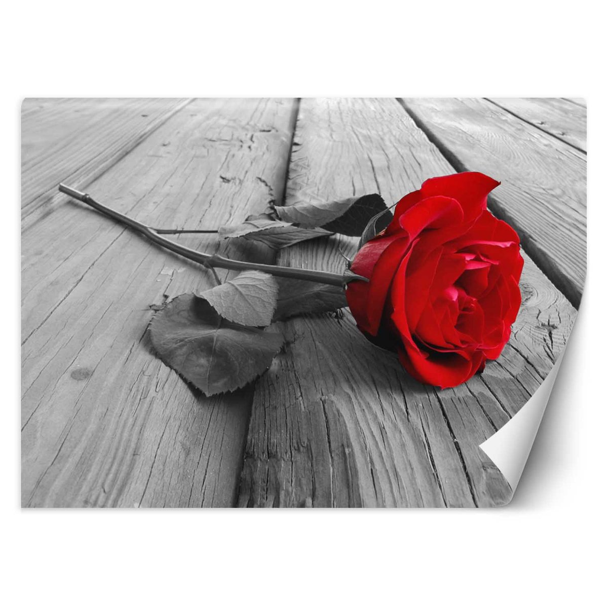 Fototapeta, Czerwona róża (Rozmiar 350x245)