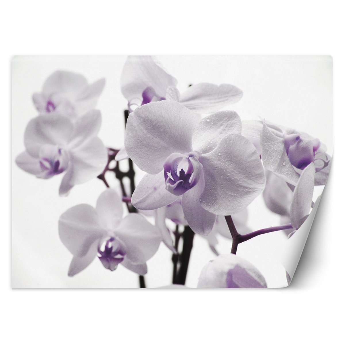 Fototapeta, Kwitnąca orchidea (Rozmiar 100x70)