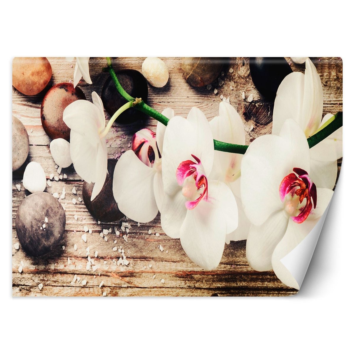 Fototapeta, Orchidee zen (Rozmiar 100x70)