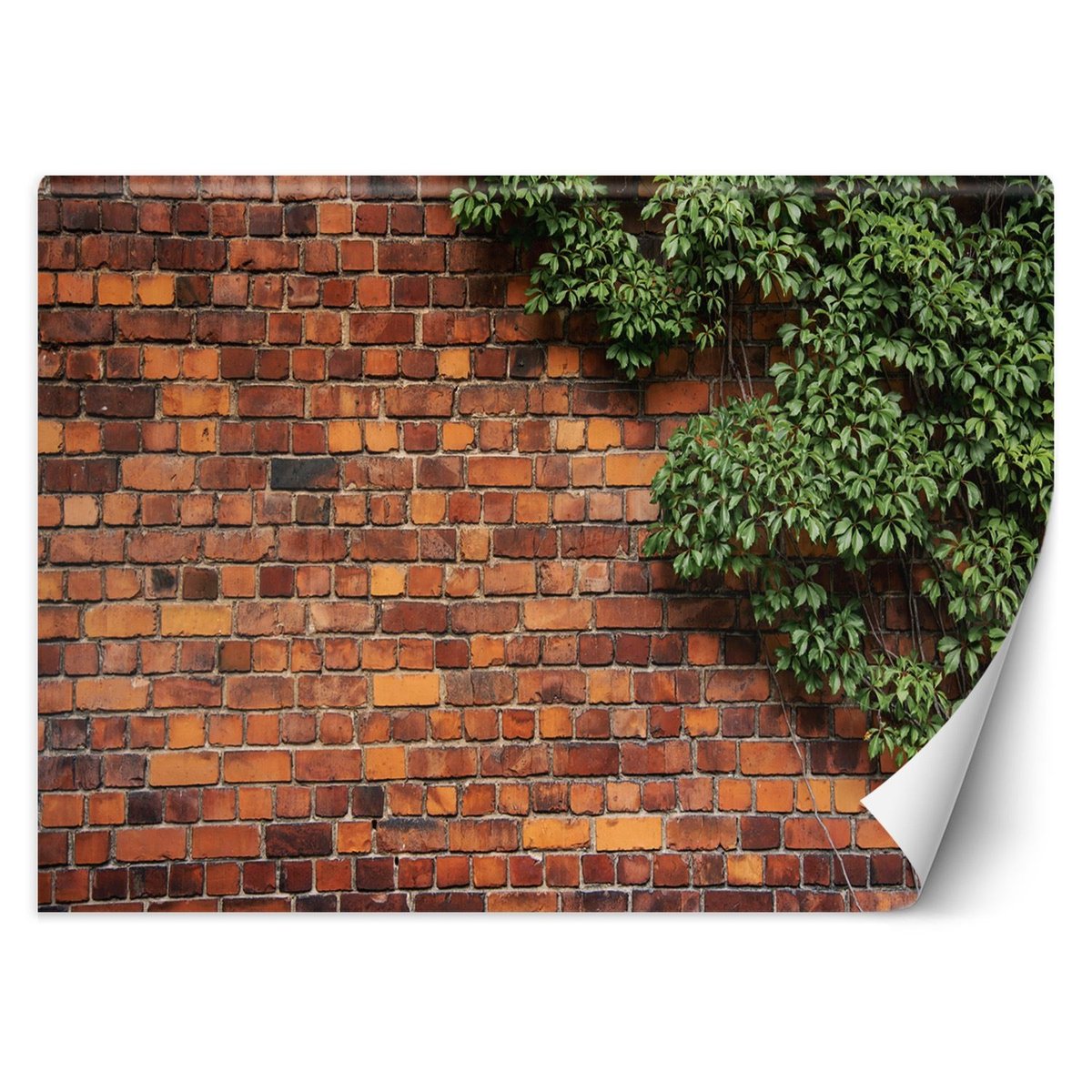 Fototapeta, Mur z cegły i pnącze (Rozmiar 100x70)