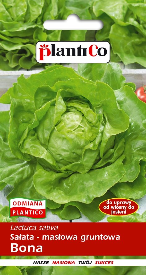 Plantico Sałata masłowa Bona