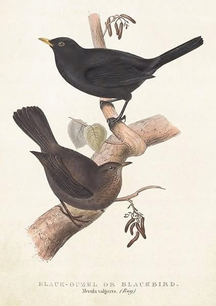 Skona Ting Skona Ting Karnet ST385 B6 + koperta Kos i drozd 458088