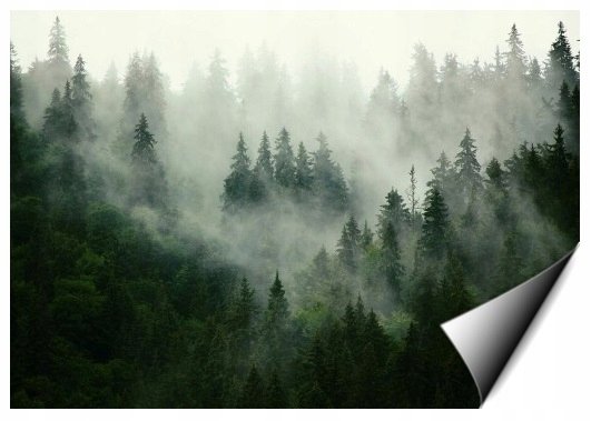 Consalnet Fototapeta Świerkowy Las Otulony we mgle 416x254 cm XXXL 13026VEXXXL