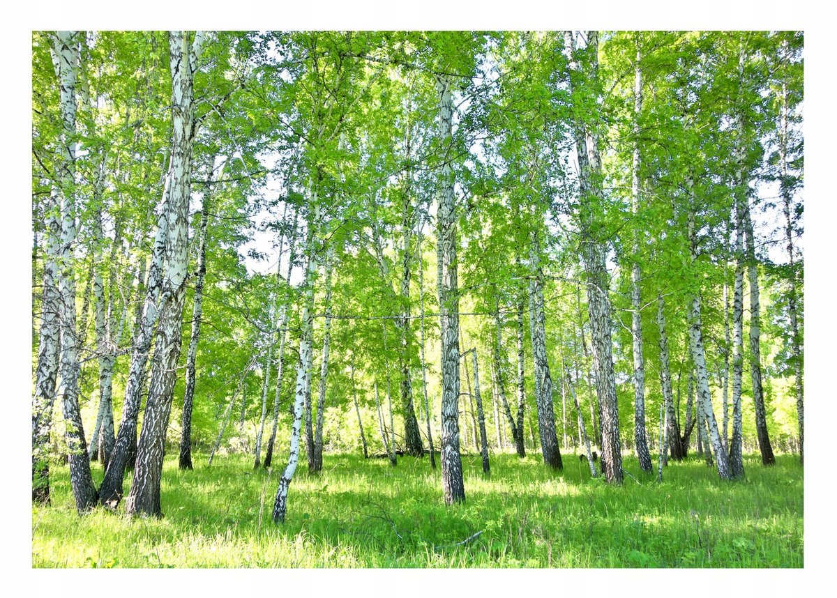 Fototapeta 3D LAS BRZOZOWY Drzewa Brzozy Do Sypialni Salonu Tapeta Ścienna Flizelina 368x254