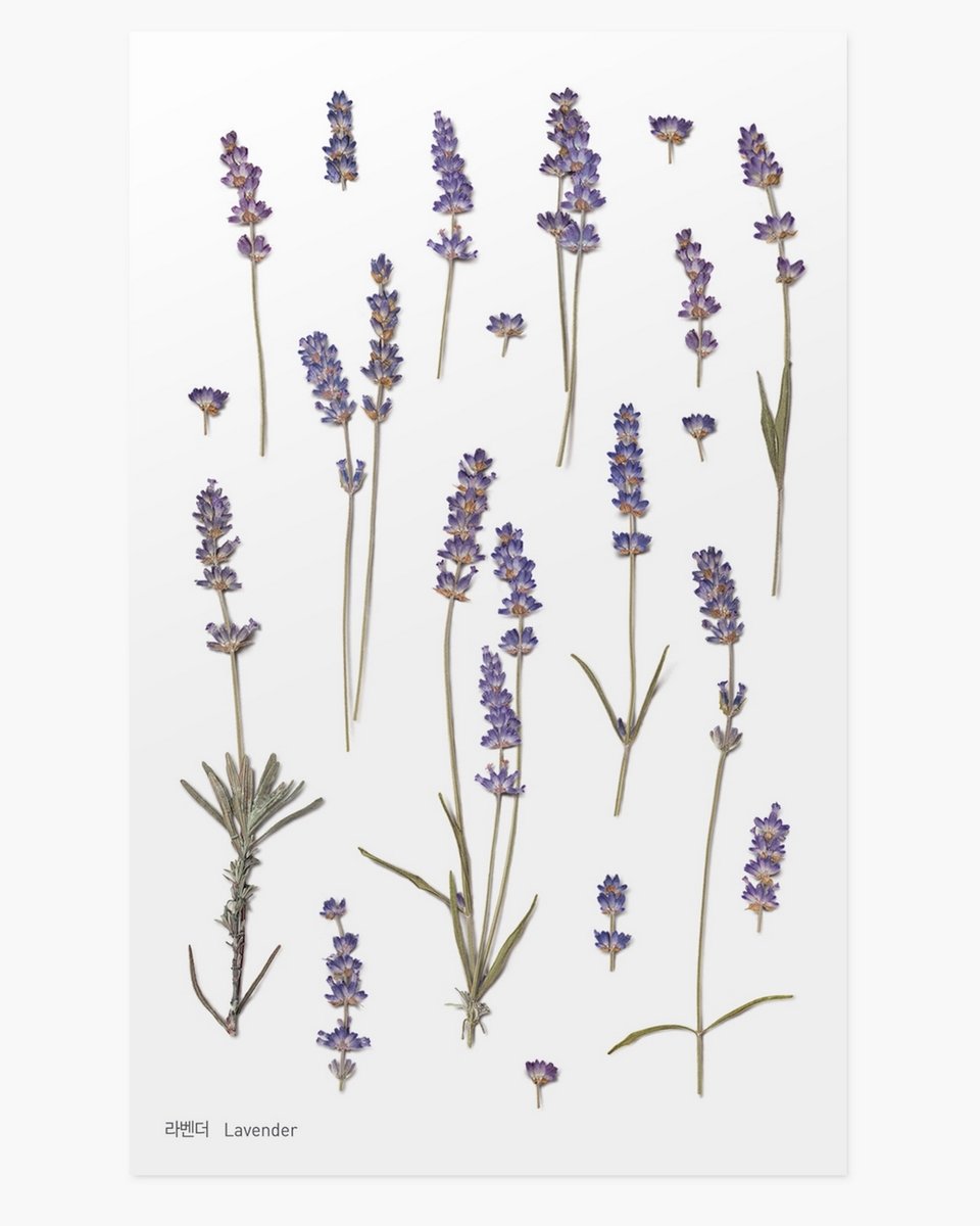 naklejki ozdobne kwiaty lawenda