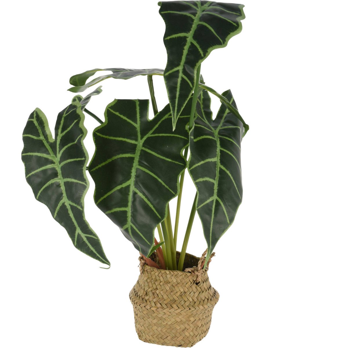 Alokazja, kwiat sztuczny w koszyku