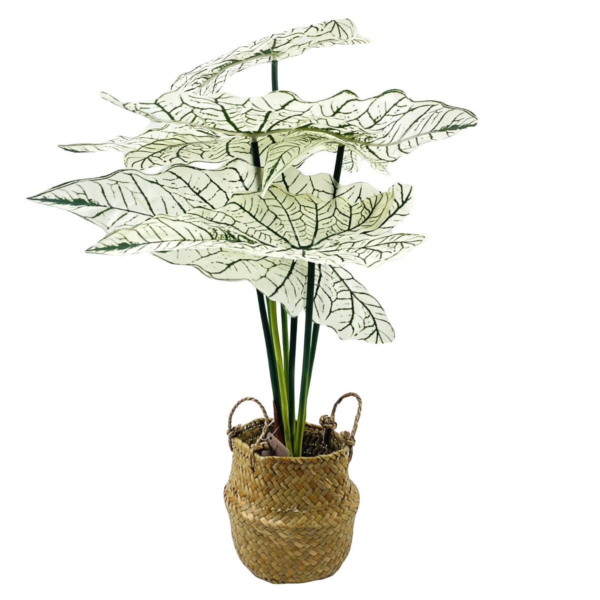 Alokazja, kwiat sztuczny w koszyku