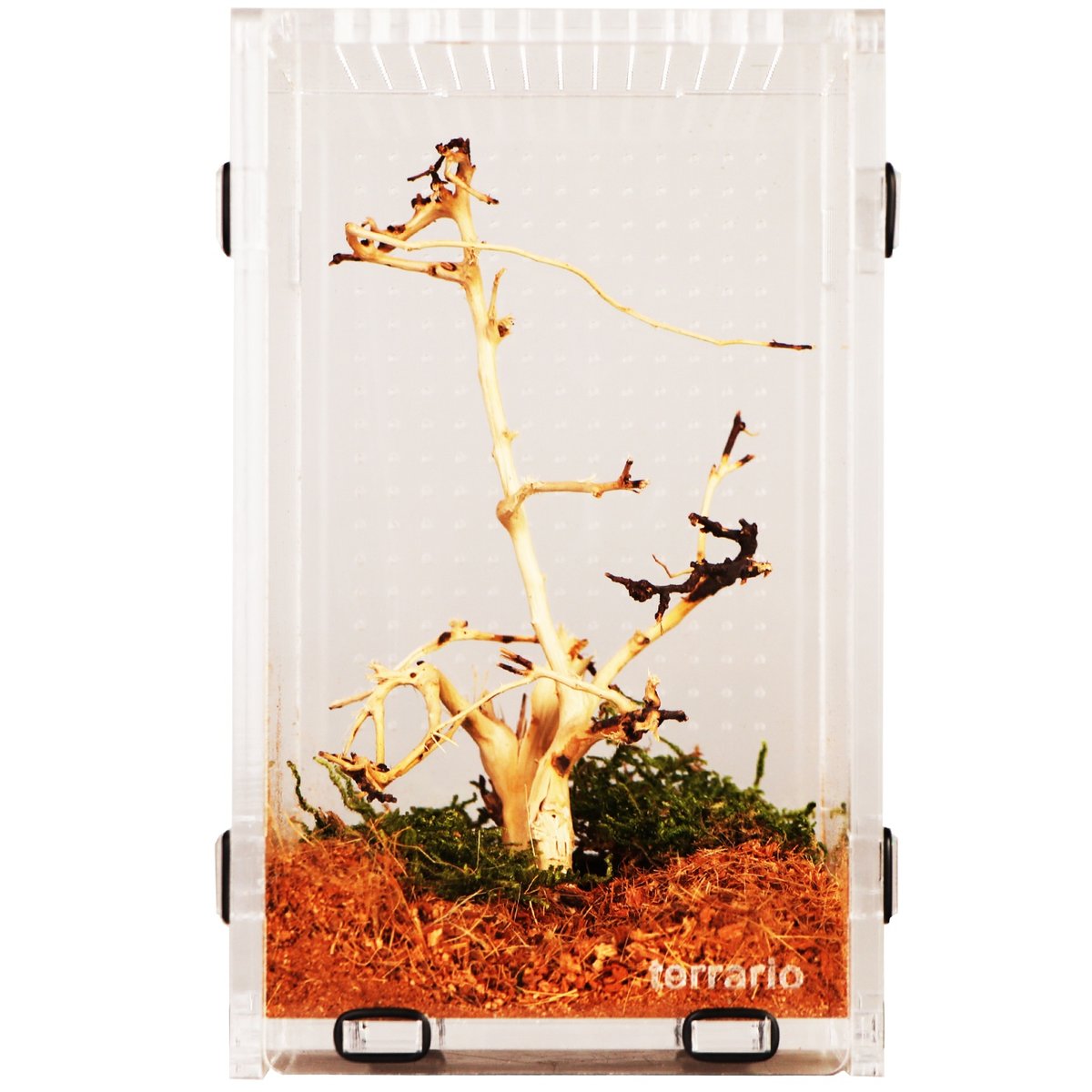 Terrario Mantis Area L - Terrarium Akrylowe Dla Modliszek I Owadów