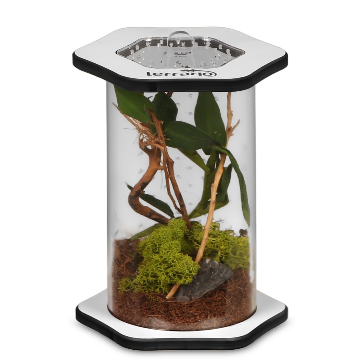 Terrario Spiders Tube Tall100 - Terrarium Akrylowe