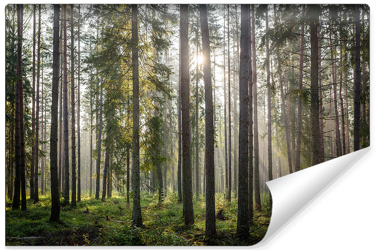 Fototapeta do salonu, MURALO, Las Natura Pejzaż 3D 450cm x 300cm