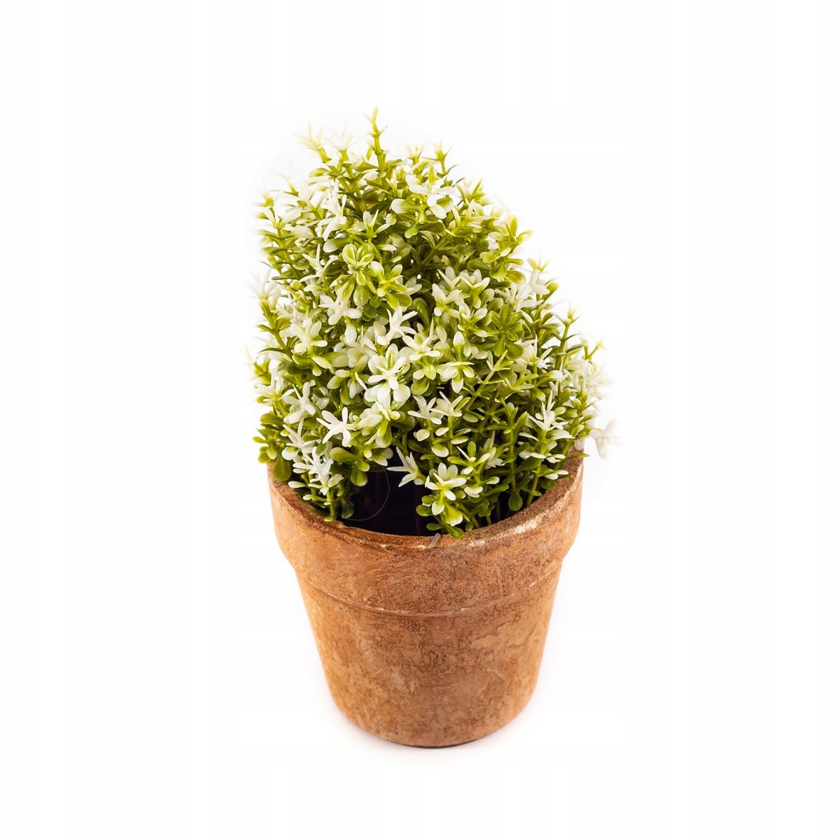 Kwiat Ozdobny W Doniczce Krzaczek Różne Kolory