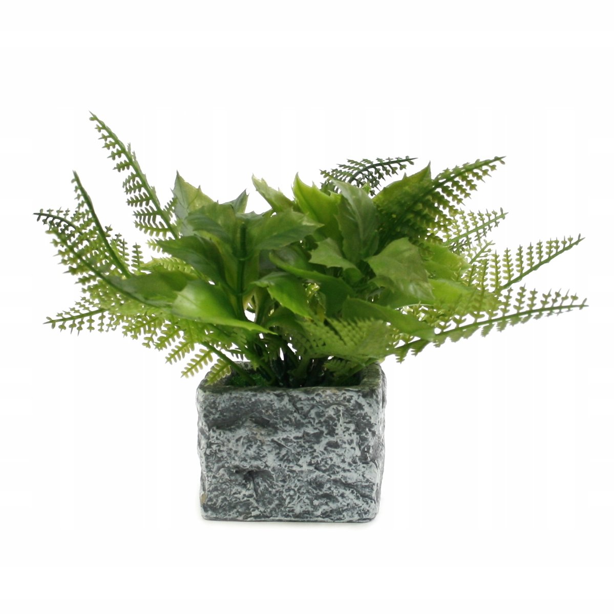 Kwiaty W Doniczce Roślina Ozdobna Różne Kolory