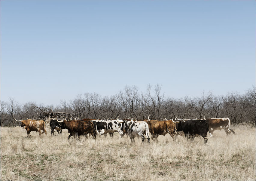 A Herd Of Longhorn Cattle Grazing Near The Fort Griffin Town Site., Carol Highsmith - Plakat 91,5X61 Cm