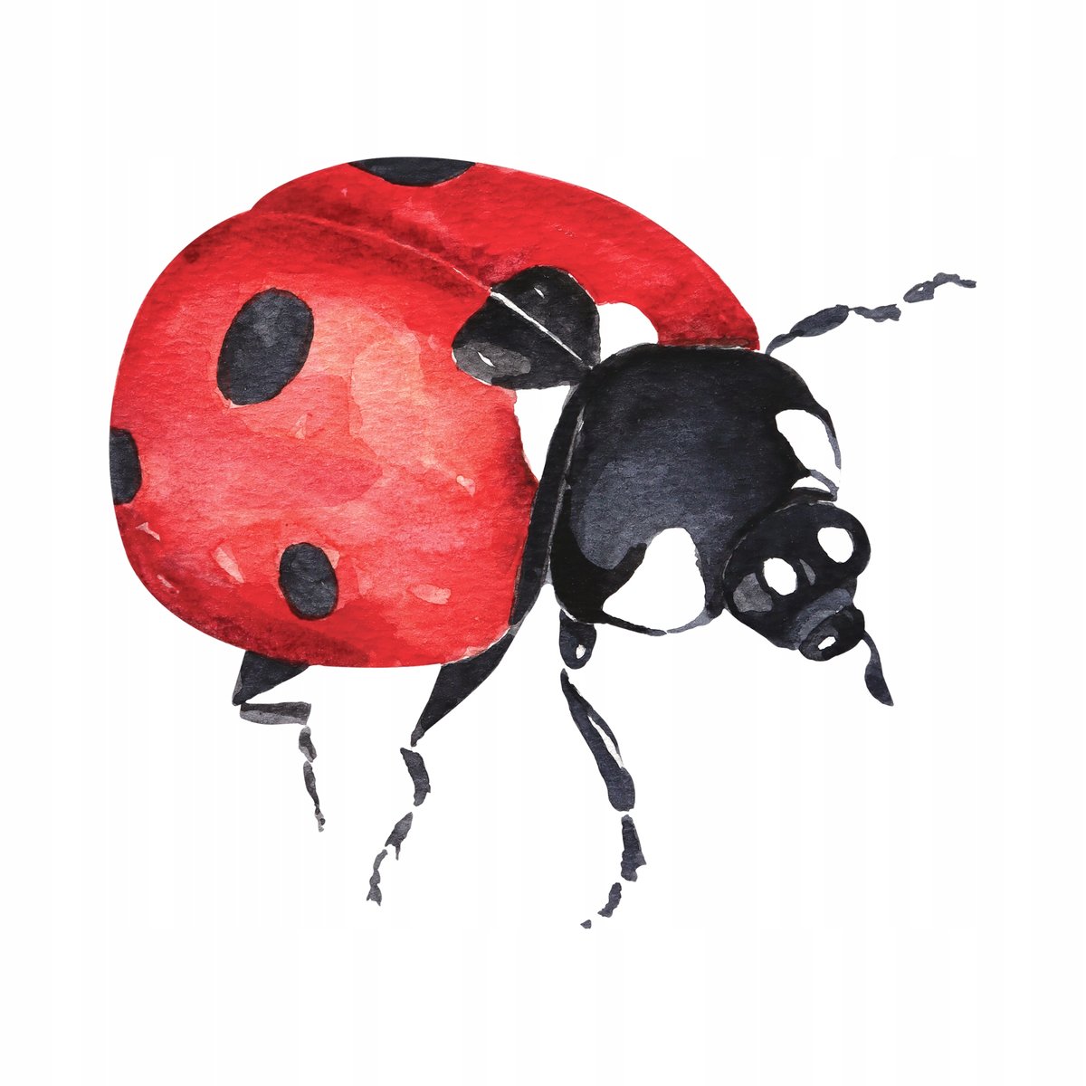 Naprasowanka Biedronka Termo Naklejeka Na Odzież 2