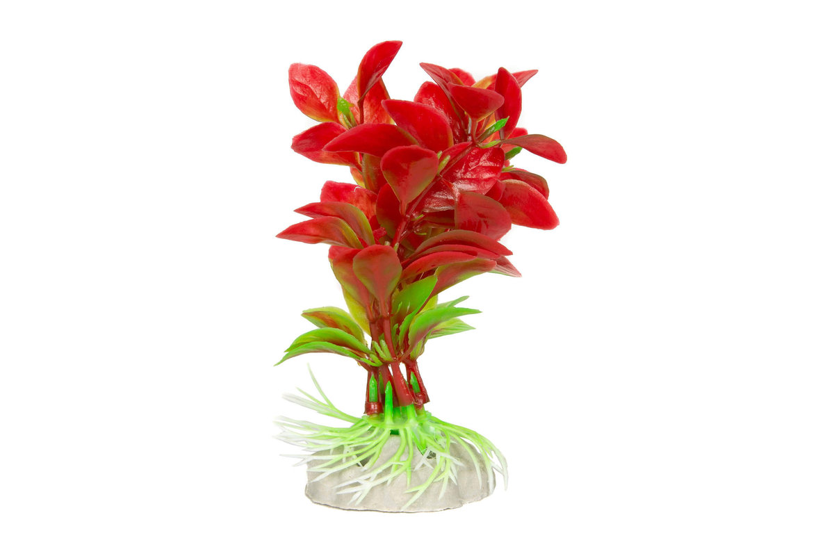 Aqua Habitat Roślina Akwariowa 10cm