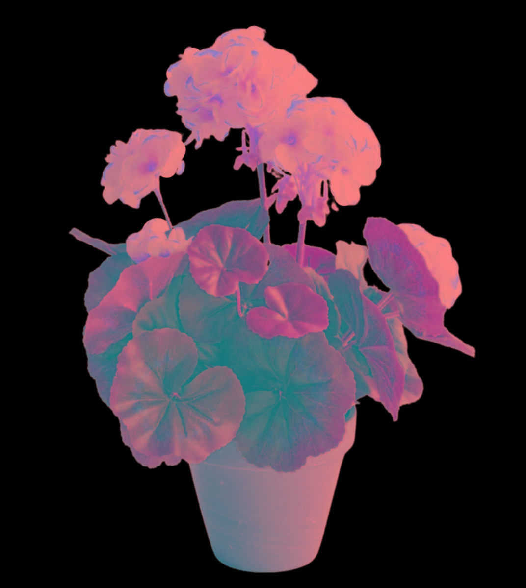 Pelargonia sztuczna 20cm biała