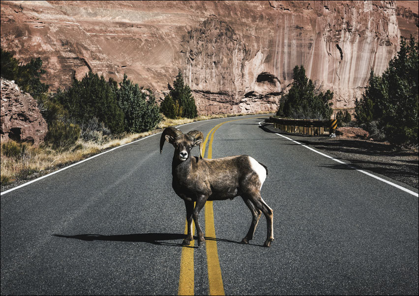 A bighorn sheep, Carol Highsmith - plakat 100x70 cm