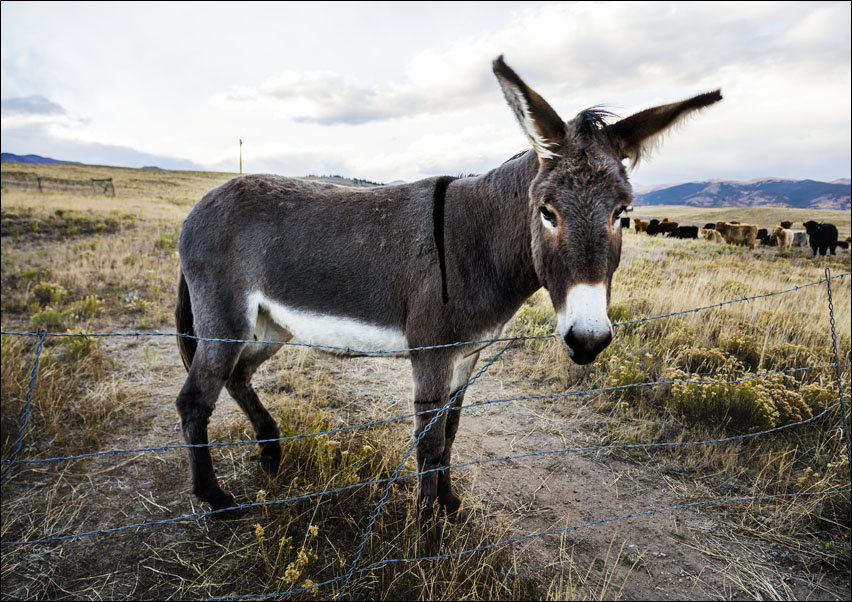 A burro stands in what is otherwise a field of cattle near Jefferson, Colorado, Carol Highsmith - plakat 59,4x42 cm