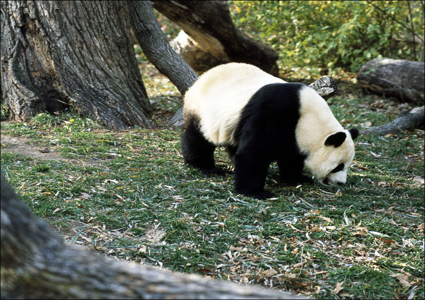 A giant panda, the star attraction at the Smithsonian Institution’s National Zoo, Carol Highsmith - plakat 50x40 cm