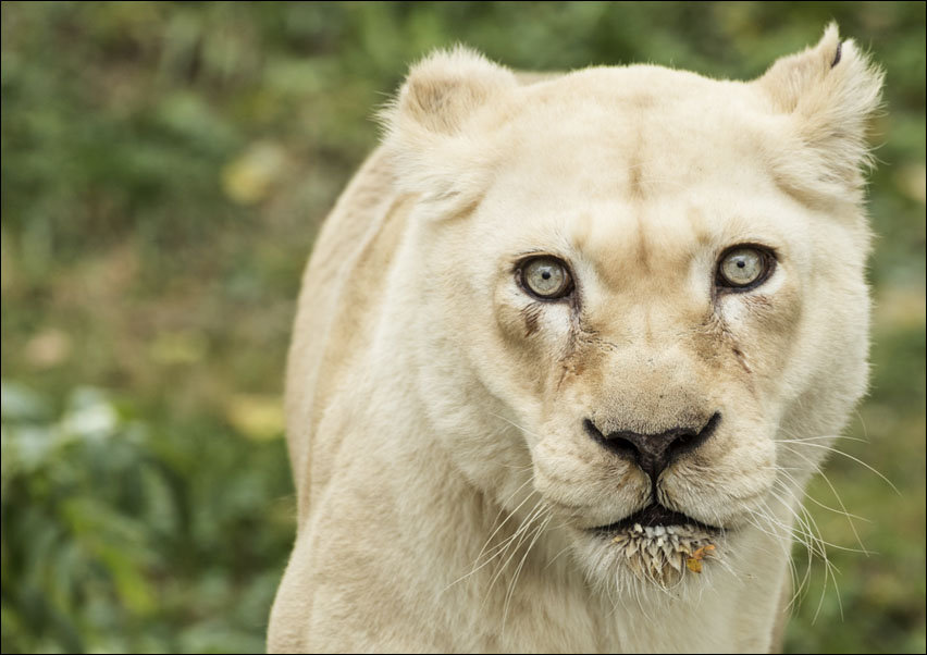 A lioness, one of the prized animals at the Cincinnati Zoo and Botanical Garden, Carol Highsmith - plakat 80x60 cm