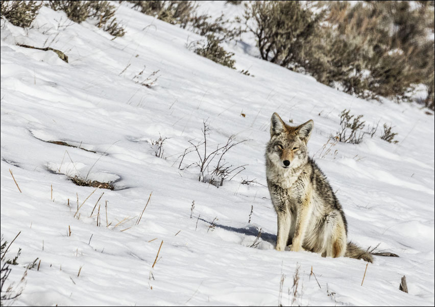 A lone and lean coyote, Carol Highsmith - plakat 100x70 cm