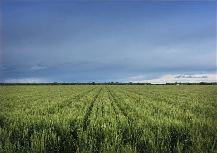 A lush field beneath threatening skies in rural Otero County, Colorado., Carol Highsmith - plakat 70x50 cm