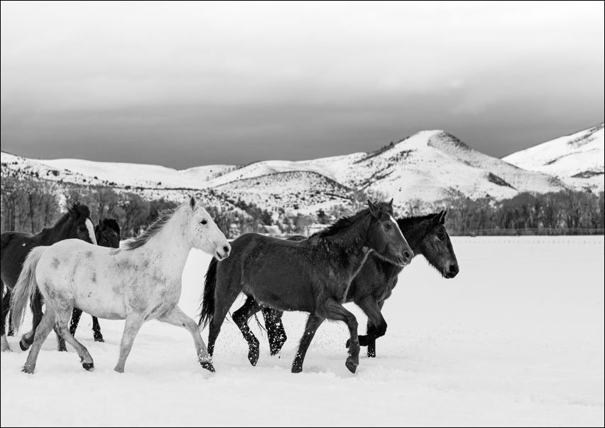 A mixed herd of wild and domesticated horses frolics on the Ladder Livestock ranch, at the Wyoming-Colorado border, Carol Highsmith - plakat 100x70 cm