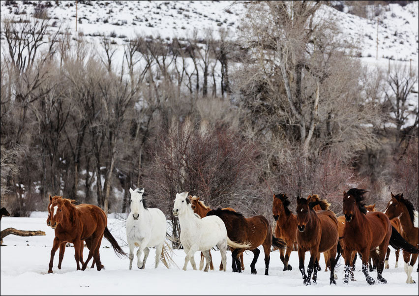 A mixed herd of wild and domesticated horses frolics on the Ladder Livestock ranch, at the Wyoming-Colorado border., Carol Highsmith - plakat 40x30 cm