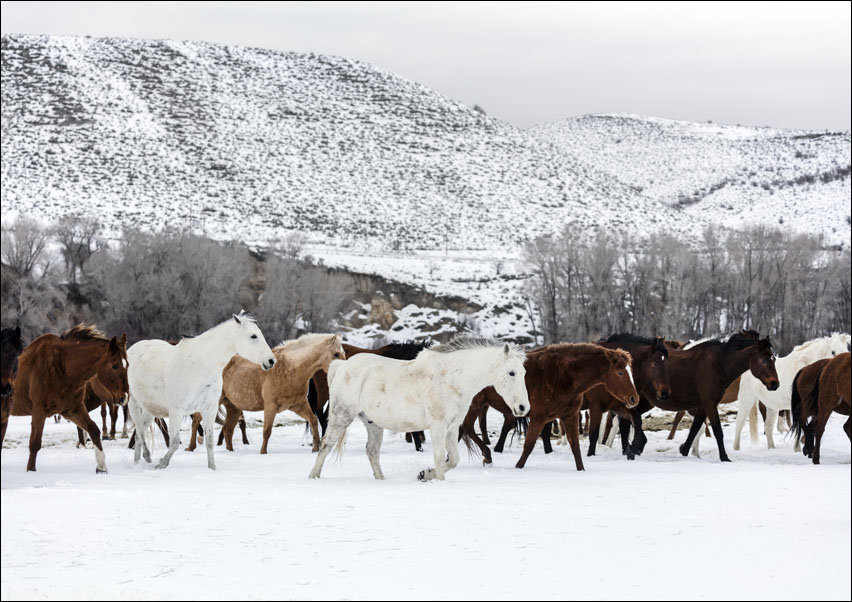 A mixed herd of wild and domesticated horses frolics on the Ladder Livestock ranch, at the Wyoming-Colorado border., Carol Highsmith - plakat 40x30 cm