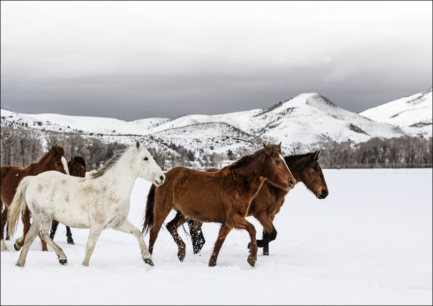 A mixed herd of wild and domesticated horses frolics on the Ladder Livestock ranch, at the Wyoming-Colorado border., Carol Highsmith - plakat 50x40 cm