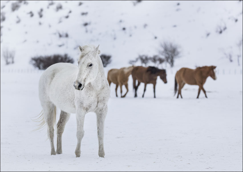 A mixed herd of wild and domesticated horses frolics on the Ladder Livestock ranch, at the Wyoming-Colorado border., Carol Highsmith - plakat 70x50 cm