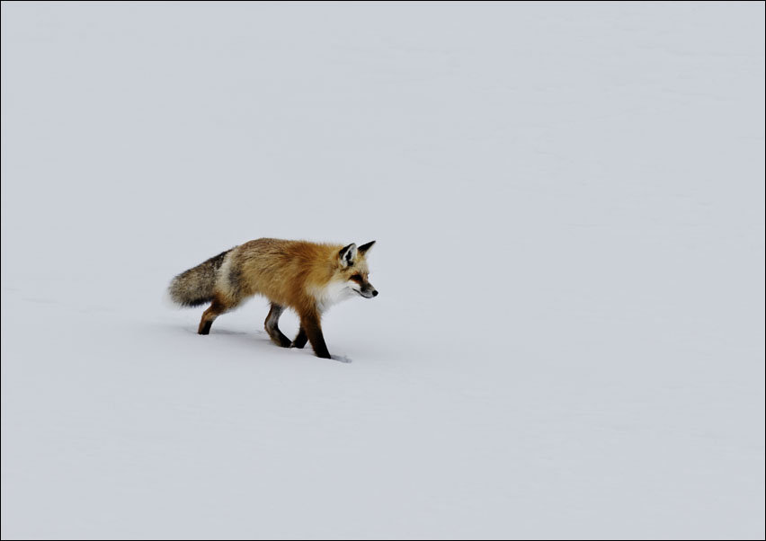 A red fox prowls for voles, hidden beneath the snow, Carol Highsmith - plakat 70x50 cm