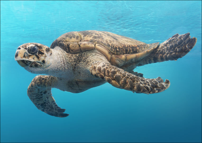 A turtle glides through the water at the Texas State Aquarium in Corpus Christi., Carol Highsmith - plakat 100x70 cm