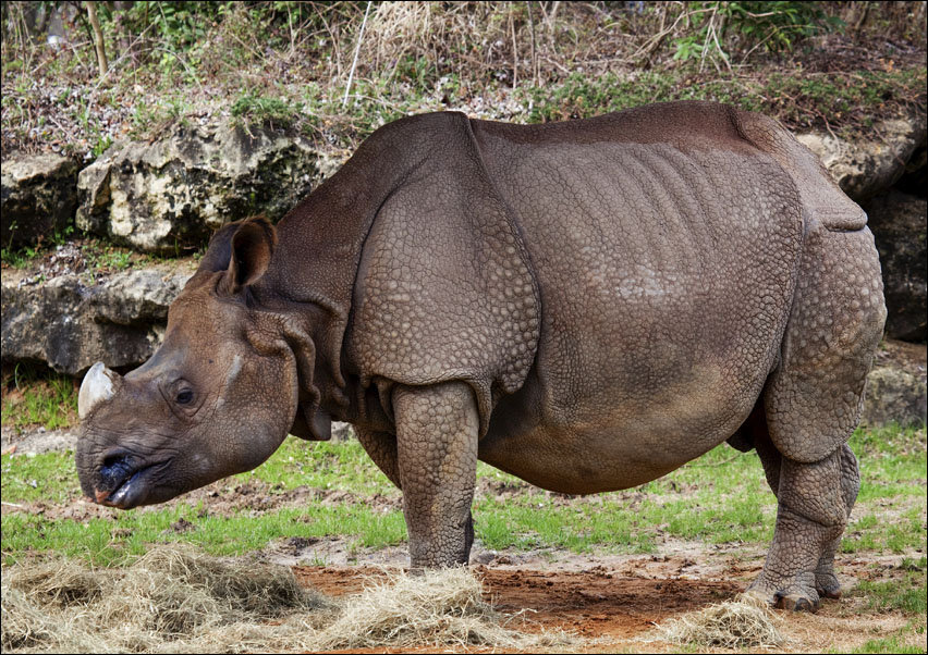 A rhino at The Montgomery Zoo, Oak Park, Carol Highsmith - plakat 100x70 cm