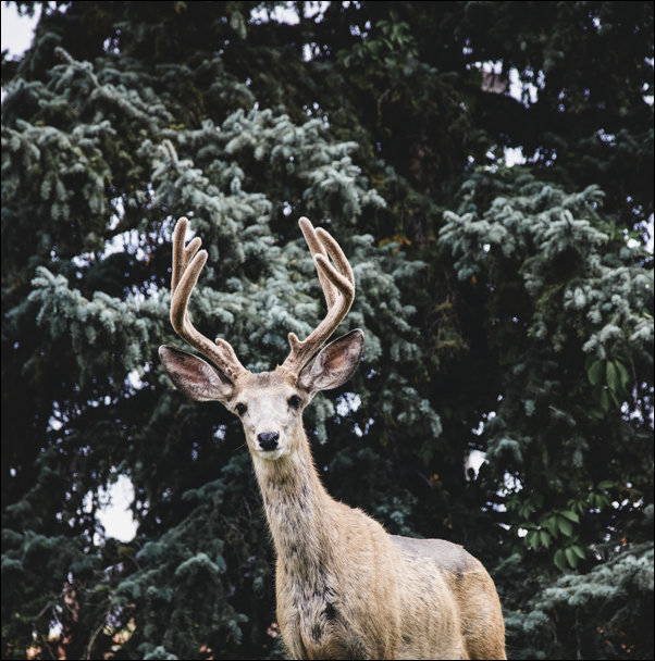 A very real, very live, very tame deer in a small park the heart of the Casper College campus in Casper, Wyoming - plakat 40x40 cm