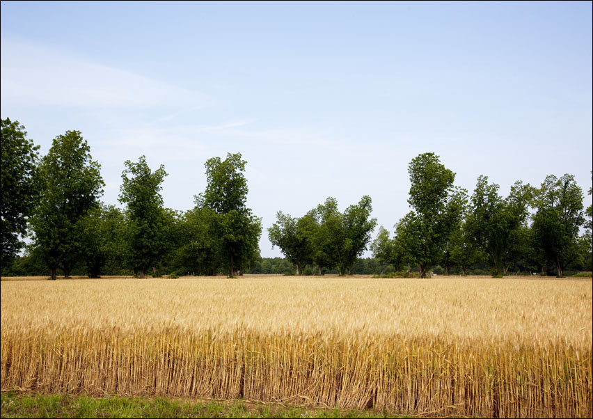 A wheat field in Atmore, Alabama, Carol Highsmith - plakat 70x50 cm