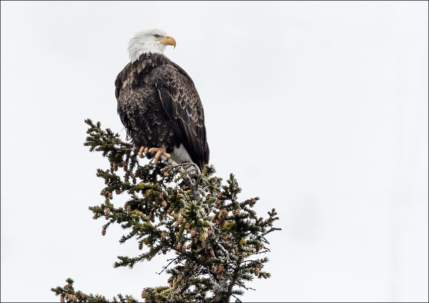 A young bald eagle, Carol Highsmith - plakat 50x40 cm