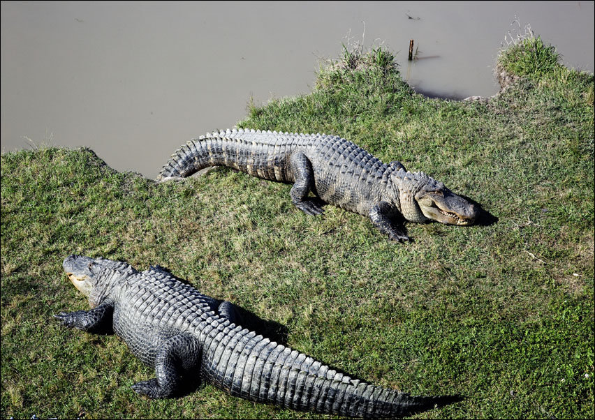 Alligator Alley has 20 acres of natural cypress swamp land, where alligators roam freely in a protected environment, Carol Highsmith - plakat 100x70 c