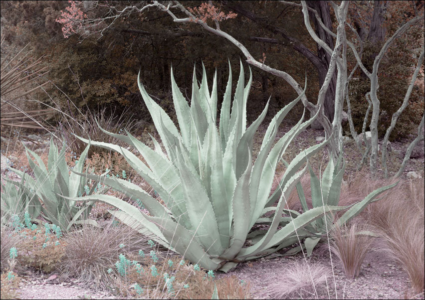 Aloe from the Lady Bird Johnson Wildflower Center, part of the University of Texas at Austin., Carol Highsmith - plakat 59,4x42 cm