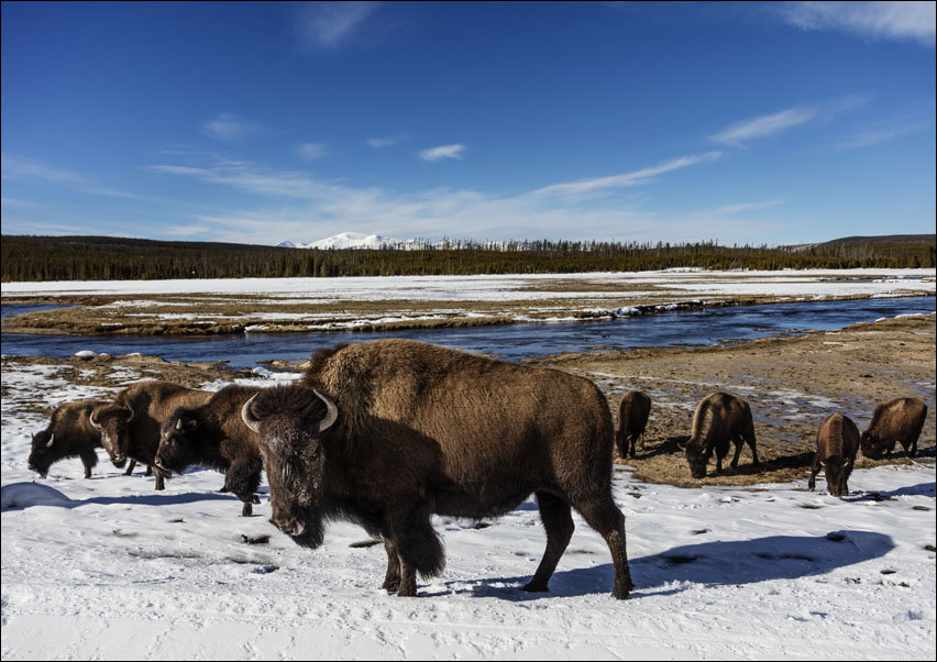American bison, Carol Highsmith - plakat 100x70 cm