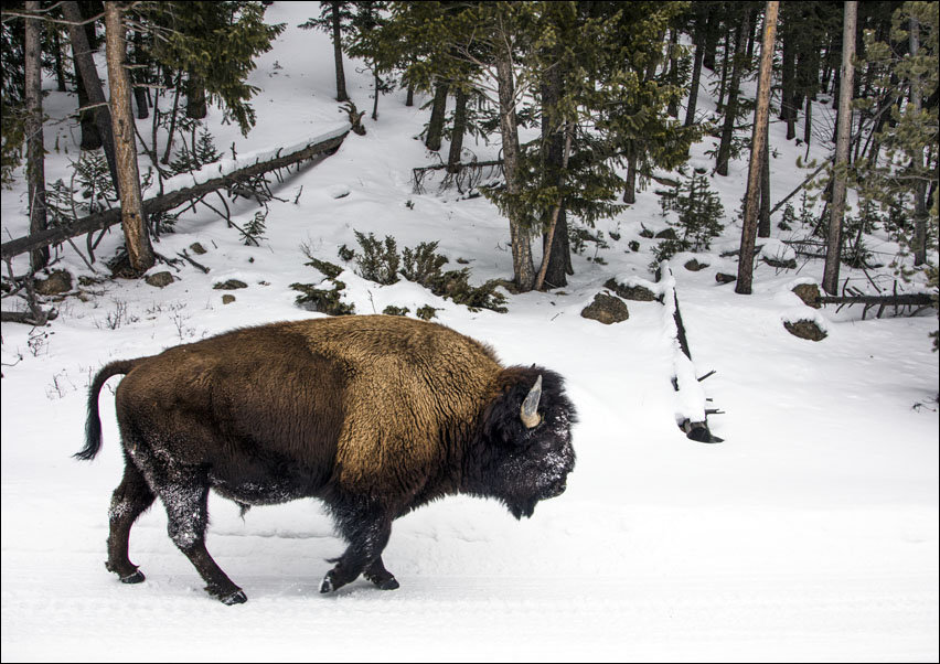 American bison, Carol Highsmith - plakat 50x40 cm