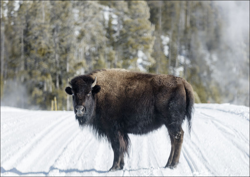 American bison, Carol Highsmith - plakat 50x40 cm