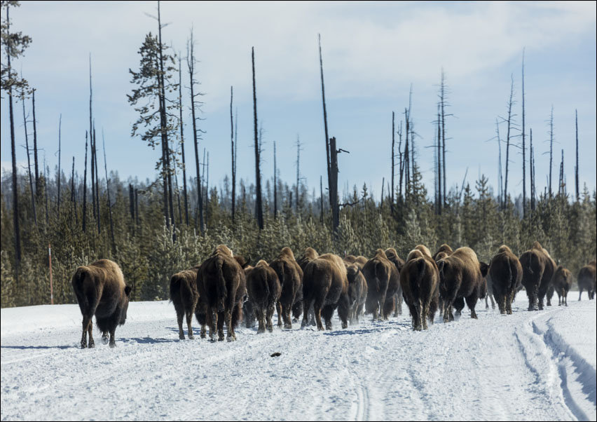 American bison, or buffaloes, Carol Highsmith - plakat 100x70 cm