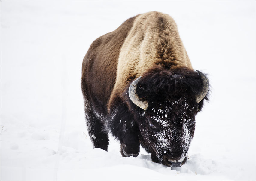 American bison, or buffaloes, in Yellowstone National Park in the northwest corner of Wyoming., Carol Highsmith - plakat 100x70 cm