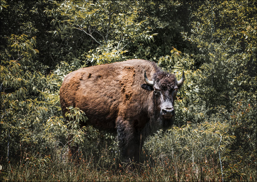American bison, or buffaloes, in Yellowstone National Park in the northwest corner of Wyoming., Carol Highsmith - plakat 50x40 cm