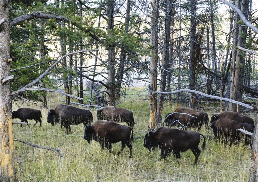 American bison, or buffaloes, in Yellowstone National Park, Carol Highsmith - plakat 70x50 cm