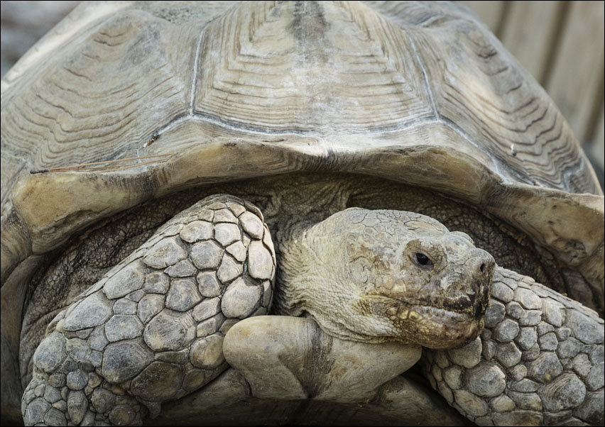 An old turtle, Carol Highsmith - plakat 70x50 cm