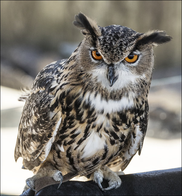 An owl at the Alligator Adventure in South Carolina, Carol Highsmith - plakat 40x40 cm