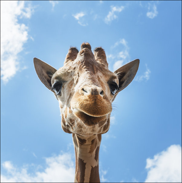 An up-close look at a giraffe at the Gladys Porter Zoo in Brownsville, Texas., Carol Highsmith - plakat 40x40 cm