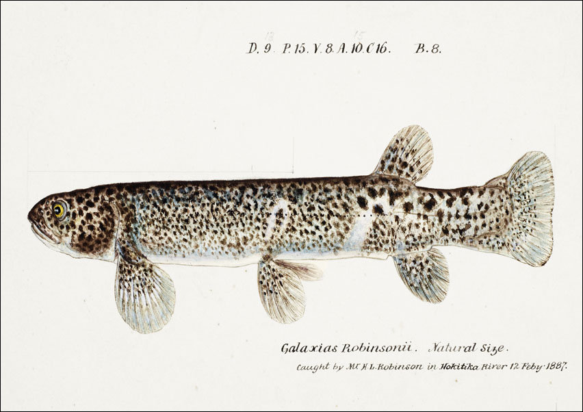 Antique Climbing Galaxias, F. E. Clarke - plakat 70x50 cm
